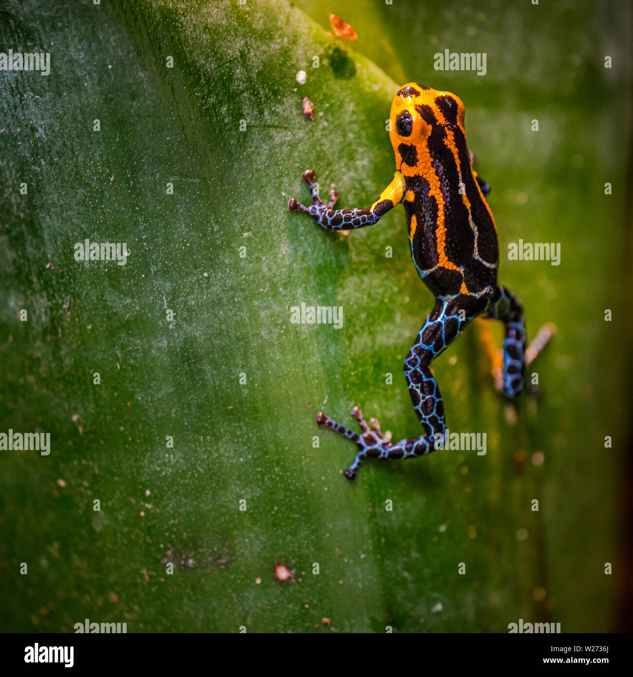 Poison dart frog, Ranitomeya imitador Jeberos es una especie de ranas de dardos venenosos encontrados en la región norte-centro del oriente peruano. Su nombre común inc Foto de stock
