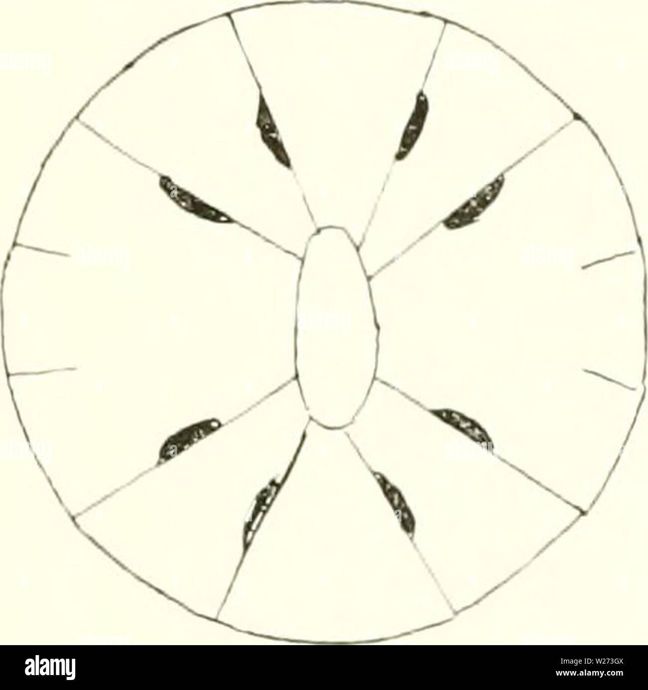 Imagen de archivo de la página 36 de la danesa Ingolf-Expedition (1899-1953). El danés-expedición Ingolf danishingolfex5dpt12daniuoft Año: 1899-1953 ACTI MARIA tentáculos parcialmente 22-29 ,&LT; 4-4,5 (5) // inierohasic amasti&LT;,'ophors, parcialmente (14) 19-22 (28) x 2,5/(, basitrichs, aquellos de la actinopha- rynx parcialmente 26-29x3.5-4.5/; microbasic /j-inastisophors, partlv (22)23-27x2.5-3/; los de basitrichs los filamentos parcialmente 10-13 X 4-4.5/; en parte, 22-26 x 4-4.5//, tanto microba.sic /j-masti- gophors, parcialmente 11-15 x 1,5/&LT;, basitrichs, aquellos de la acontia partlv 36-60x4-5.4// microbasic amasti Foto de stock