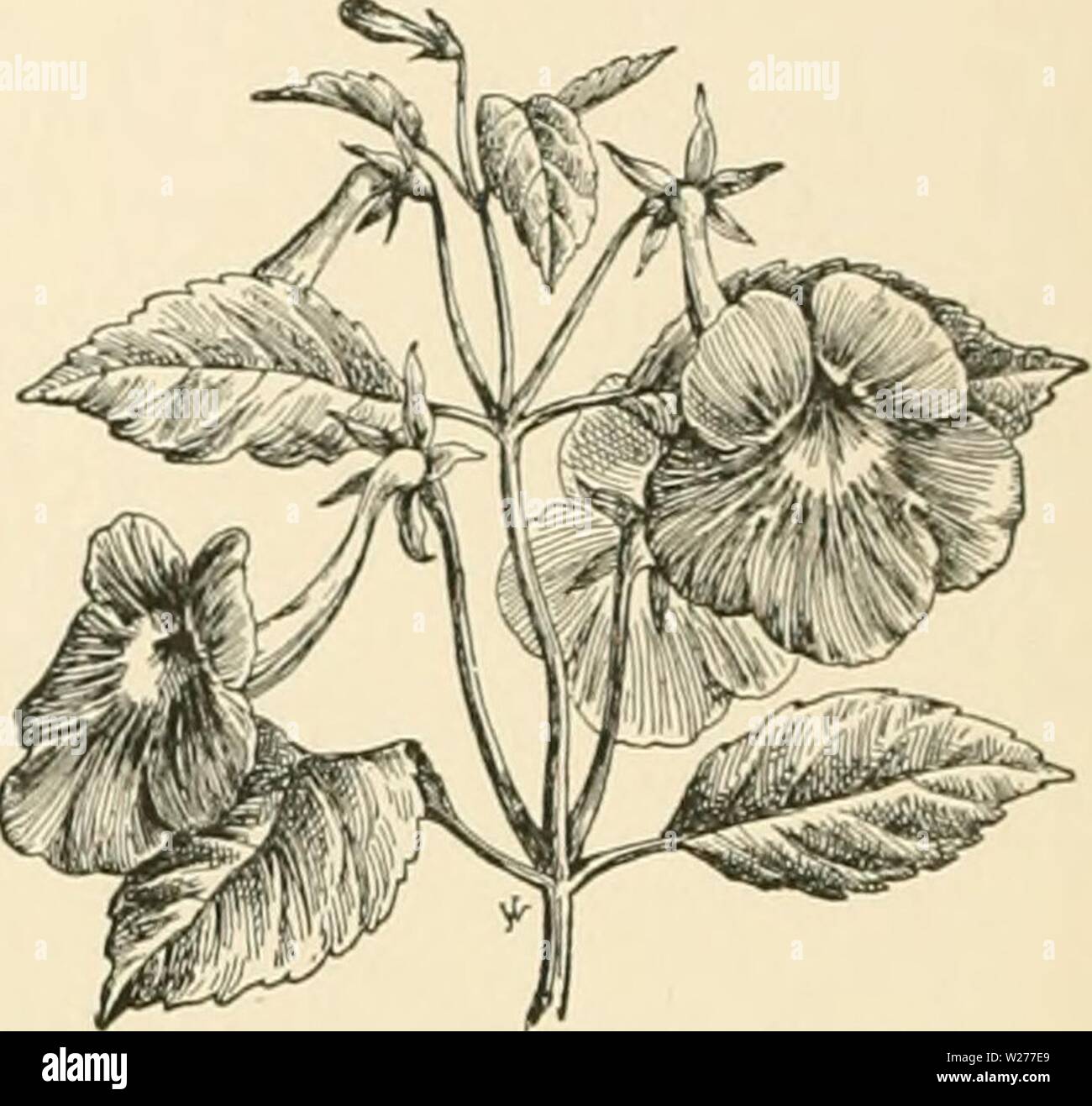 Imagen de archivo de la página 45 de la Cyclopedia of American  horticultura, compuesto. Cyclopedia of American horticultura, compuesto de  sugerencias para el cultivo de plantas hortícolas, las descripciones de las  especies