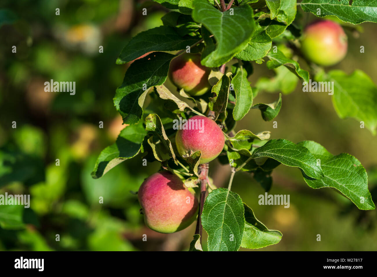 Vista frontal Apple en un arbusto de apple planta en un jardín de verano. Foto de stock