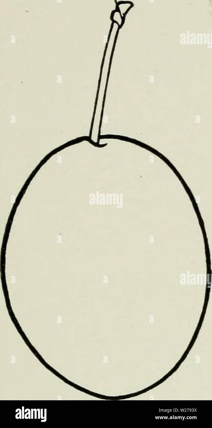 Imagen de archivo de la página 254 de la Cyclopedia de hardy frutos (1922). Cyclopedia de hardy frutas cyclopediaofhar00hedr Año: 1922 Azúcar Tennant 217 pulgadas en diámetro, mesas oblatas; sutura una clara línea roja; la luz de color rojo oscuro sobre un suelo amarillo, moteado, cubiertas con gruesas bloom; piel astringente; carne de color amarillo-oro oscuro, muy jugosa, tierna y derretimiento, dulce junto la piel pero tart cerca del centro, con un sabor característico; bueno ; Piedra aferrándose, amplia oval, fuertemente aplanado, con superficies lisas. El azúcar. Fig. 207. P. domestica. Ciruela de azúcar. La introducción de azúcar fue pre- cede Foto de stock