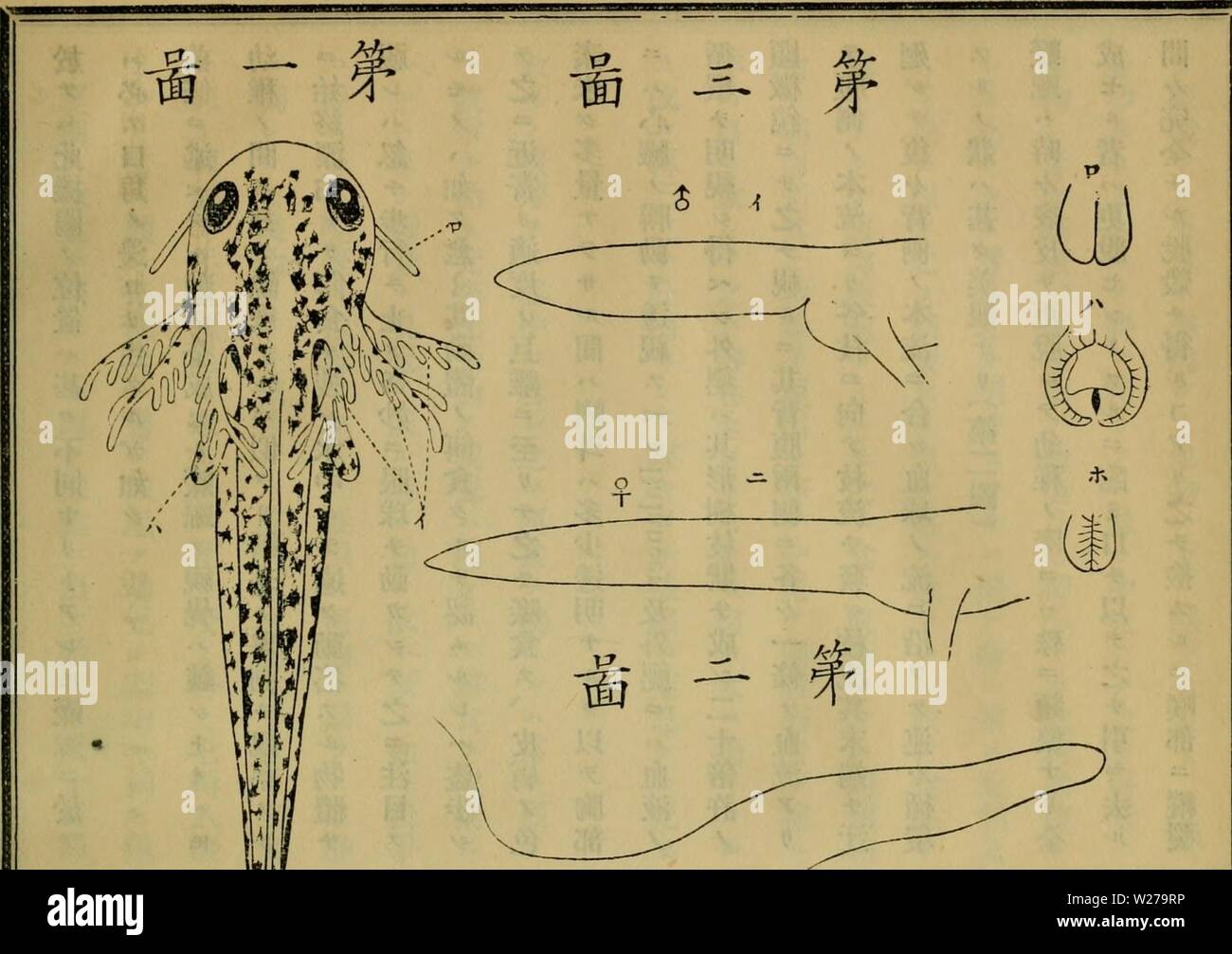 Imagen de archivo de la página 256 de Dbutsugaku zasshi (1889) Foto de stock