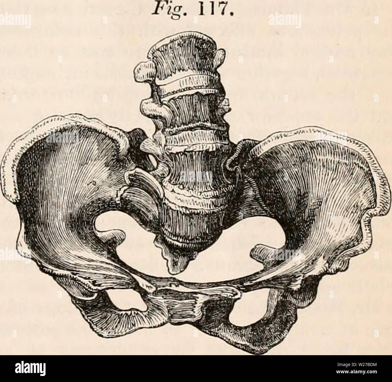 Imagen de archivo de la página 260 de la cyclopaedia de anatomía y Foto de stock