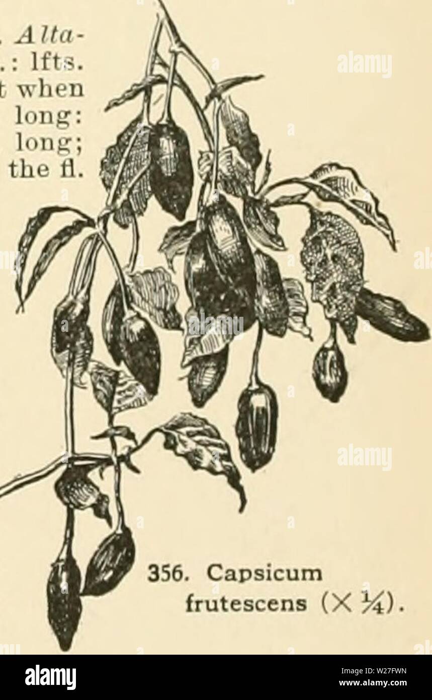 Imagen de archivo de la página 275 de la Cyclopedia of American horticultura, compuesto. Cyclopedia of American horticultura, compuesto de sugerencias para el cultivo de plantas hortícolas, las descripciones de las especies de frutas, hortalizas, flores y plantas ornamentales se venden en los Estados Unidos y Canadá, junto con geográfico y los Esbozos Biográficos cyclopediaofam01fianza Año: 1900 354. Y flores Foliaee oi Capsicum annuum Ruby Kmg Golden King brasileño dorada vertical vertical Var abbreviaturn bquash 1-1 n ili i' '' )/Â"Â"Â" Velo G luteiim 1 1111 I s,,,tiri,, estaré ovales 2-4 en long III lu Foto de stock