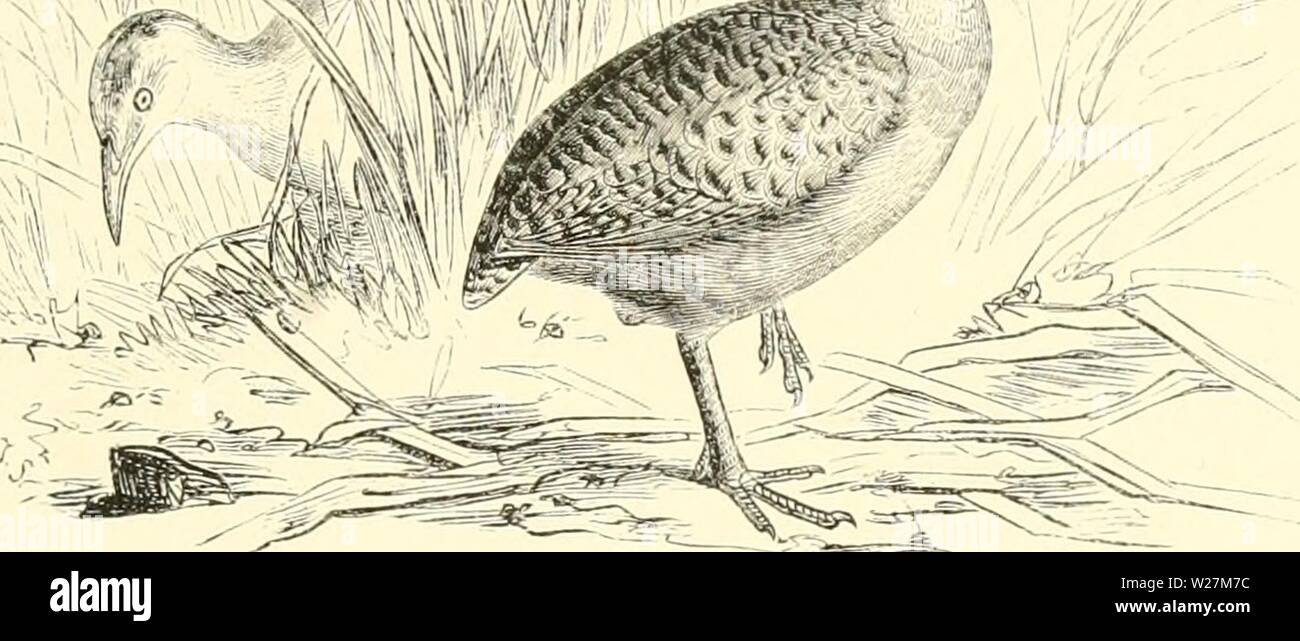 Imagen de archivo de la página 292 de dierentuin van het Koninklijk. De Dierentuin van het Koninklijk Zoologisch Genootschap Natura Artis Magistra te Amsterdam dedierentuinvanh00schl Año: 1872 Ie bok oei igziiis vo lenji. van riifi'scen.. flio eeiio lengte L. sobre la OIT een vierde voet bereikt. Zij ikt(Mi van liiazilif' en I'uraKnay a; ordt op â â nfc trolTen V'Sct de fraaiïder drieteonigo soorten, mueren hombres veeUil onder den eigenen naam van Eudrornia vereenigt, es Thiamus elegans. Ta bewoont PatagoniÃ", heeft de grootte eener kip, een witgeel vederkleed reunió digte zwarte dwarsstrepen. en es Foto de stock