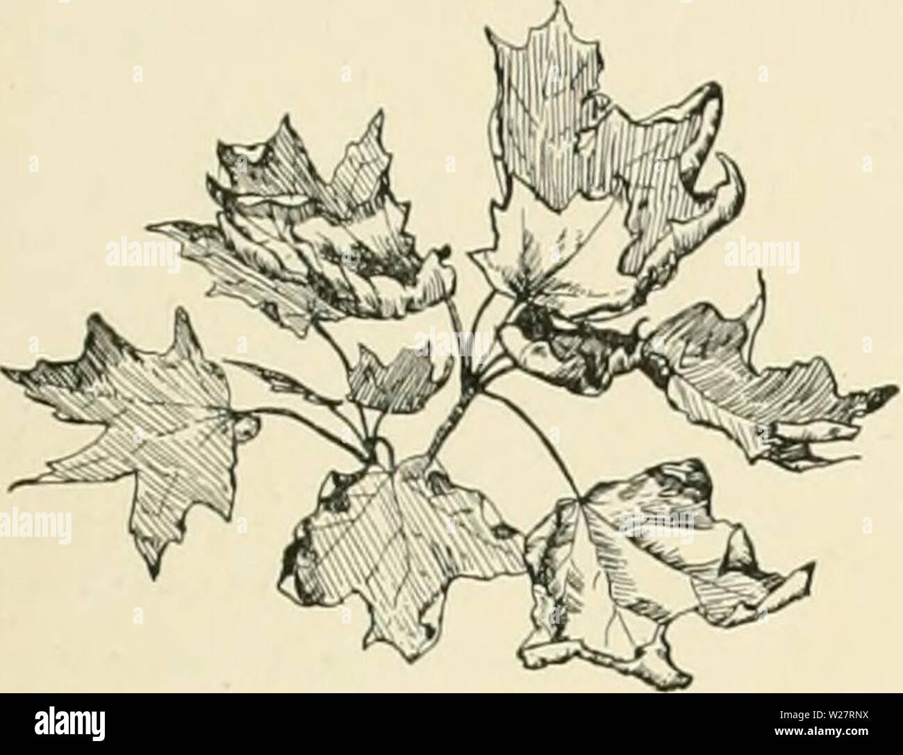 Imagen de archivo de la página 312 de la Cyclopedia of American horticultura, compuesto. Cyclopedia of American horticultura, compuesto de sugerencias para el cultivo de plantas hortícolas, las descripciones de las especies de frutas, hortalizas, flores y plantas ornamentales se venden en los Estados Unidos y Canadá, junto con geográfico y los Esbozos Biográficos cyclopediaofam03fianza Año: 1900 la fisiología de las hojas de ese lado del árbol del que viene el viento herido son mucho más que otros. La caída anual de las hojas en los árboles caducifolios usu- aliado es una cuestión de temperatura, aunque la sequía un Foto de stock