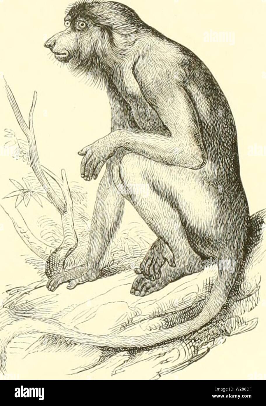 Imagen de archivo de la página 384 de dierentuin van het Koninklijk. De Dierentuin van het Koninklijk Zoologisch Genootschap Natura Artis Magistra te Amsterdam dedierentuinvanh00schl Año: 1872 De Neusaap, Semi/opi//tecus iiaóicuö-. De Slank-apen verduren de gevangenschap niet goed, en dit es de reilen misschien, hombres waarom ze nagenoeg nooit de levend Diergaarden aantreft. Zij zijn overigens ook stil in zwaarmoedig van aard. DE MAKAKO'S. CERCOPITHECUS. De Roode LoeloiKj. Het geslacht der Makako es zeer talrijk aan soorten, cuarto hiertoe behooren degenen, die ook den Chingkaau menigvuldig dijk, Foto de stock