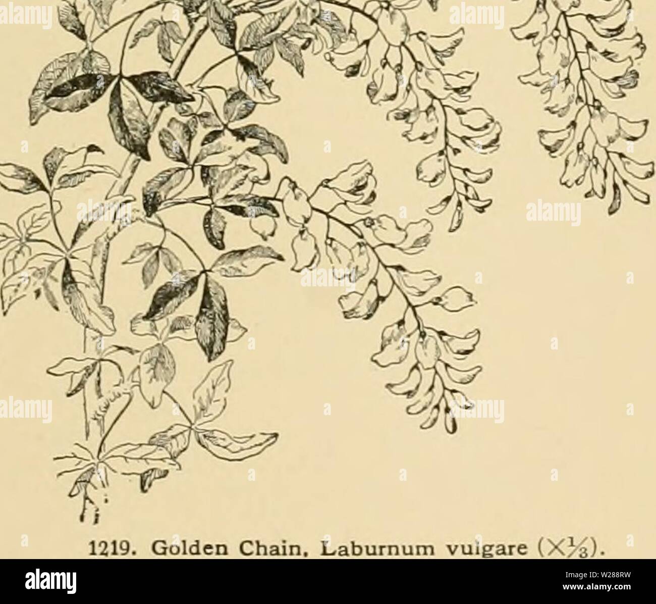 Imagen de archivo de la página 388 de la Cyclopedia de horticultura americana Foto de stock
