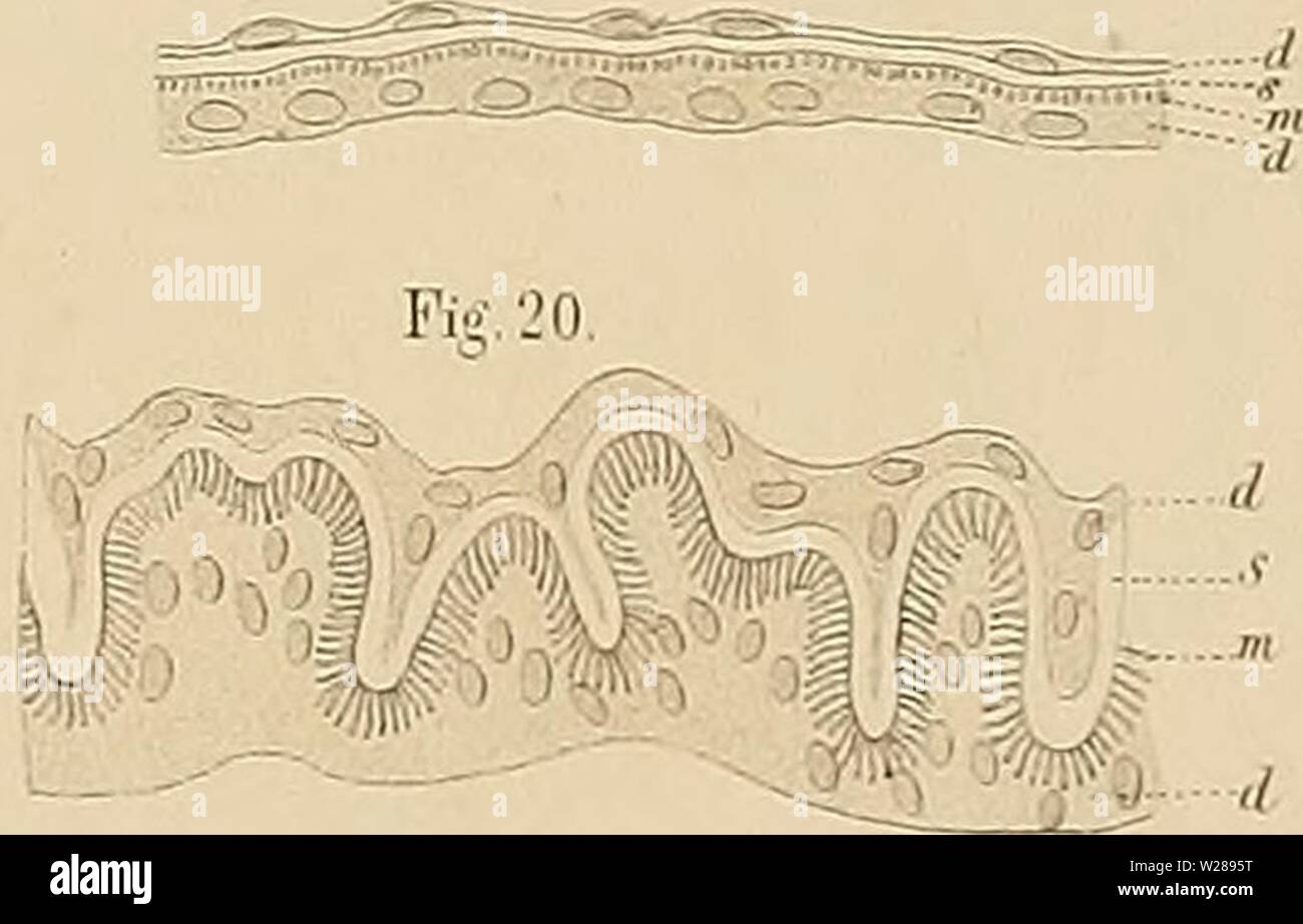 Imagen de archivo de la página 390 de Denkschriften Medicinisch-Naturwissenschaftlichen der Gesellschaft zu. Denkschriften der Gesellschaft zu Jena denkschriftender Medicinisch-Naturwissenschaftlichen02medi Año: 1879 Fig. 13. k â '- Cerdo IG.  29 S kg". 19. Fig. 18 :/ â . S .-.V 1 /<g def. Verlag v. Gustav FiscIier.Jena. [ MüLler.Jena. Foto de stock