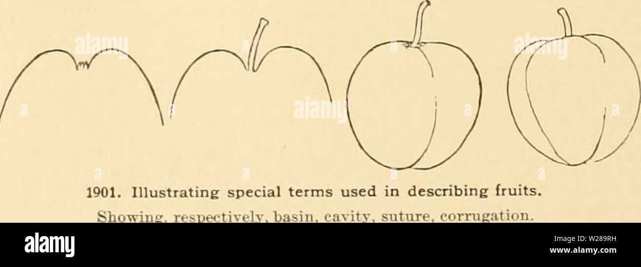 Imagen de archivo de la página 395 de la Cyclopedia de horticultura americana Foto de stock