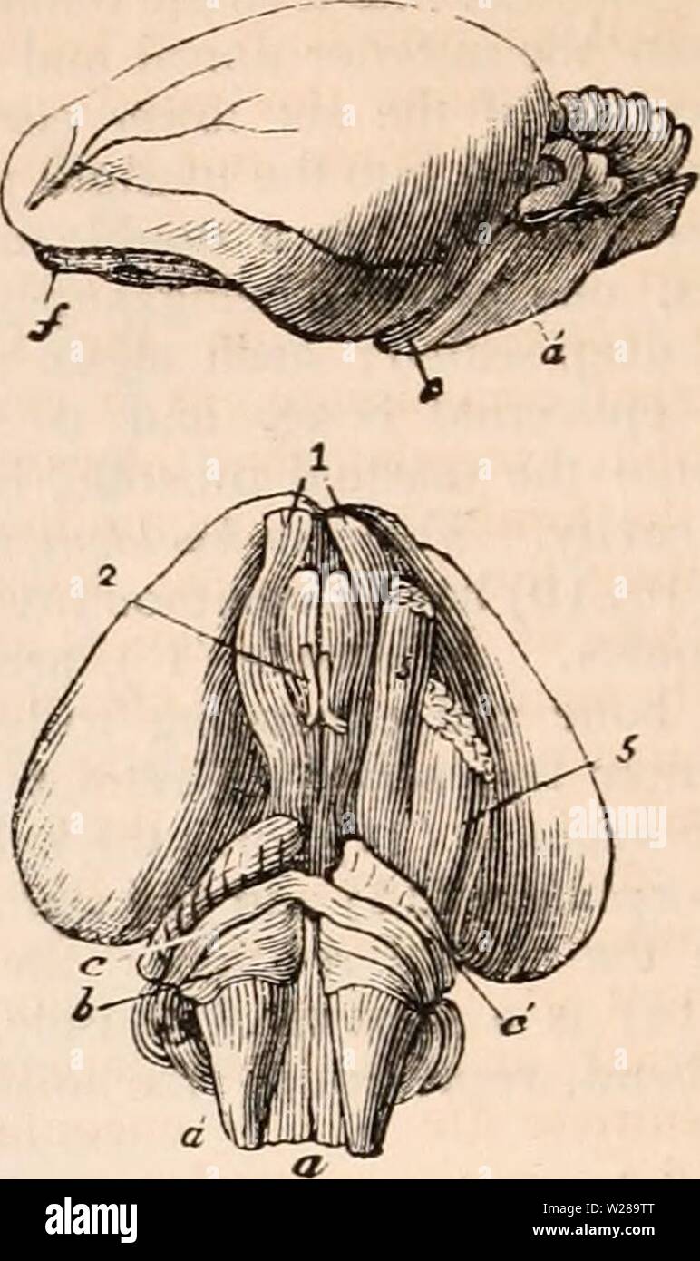 Imagen de archivo de la página 395 de la cyclopaedia de anatomía y Foto de stock