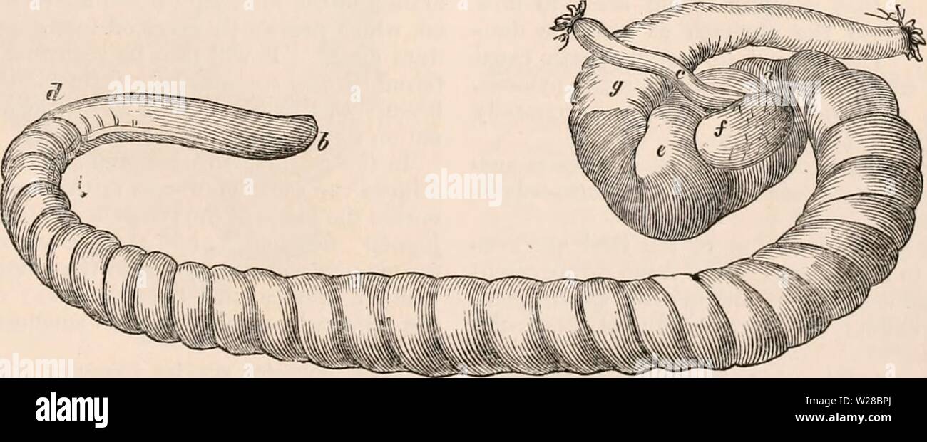 Imagen de archivo de la página 410 de la cyclopaedia de anatomía y Foto de stock