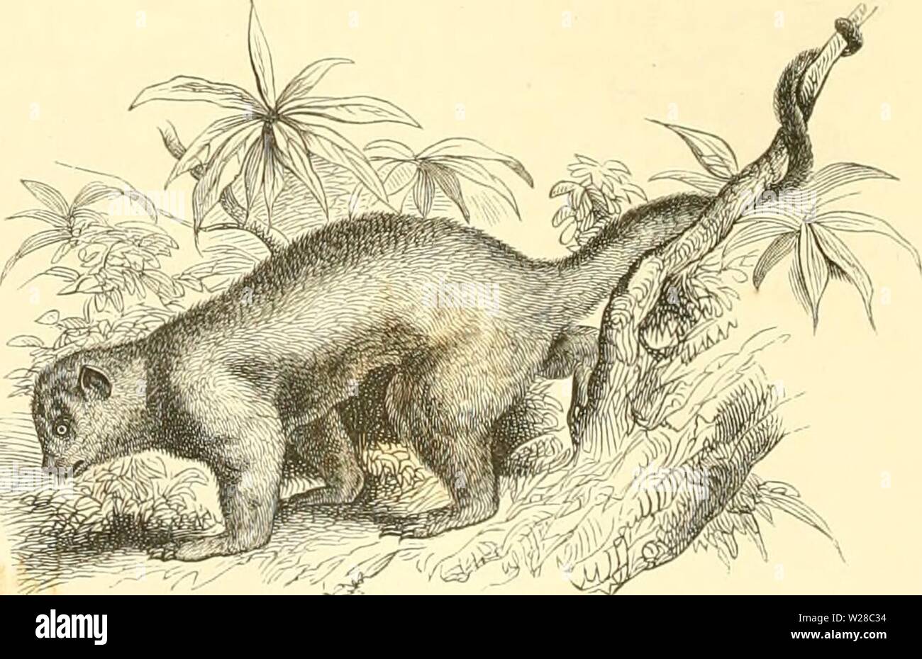 Imagen de archivo de la página 413 de dierentuin van het Koninklijk. De Dierentuin van het Koninklijk Zoologisch Genootschap Natura Artis Magistra te Amsterdam dedierentuinvanh00schl Año: 1872 De rosse Koeali. Narica Kasna. DE K.INKAJOE'S. CERCOLEPTES. De bosschen van het heete Amerika voeden eene, en allerlei opzigten van de overige verscheurende zoogdieren afwijkende soort. Dit de Kinkajoe, Cercoleptes somtijds candivolculus, diez, maar ook, onregte genoemd "Potto'. De Kinkajoe is een más dier van drie ongeveer lengte voet, waarvan de staart alleen de grootste inneemt Helf. El hombre kan zijne gesta Foto de stock