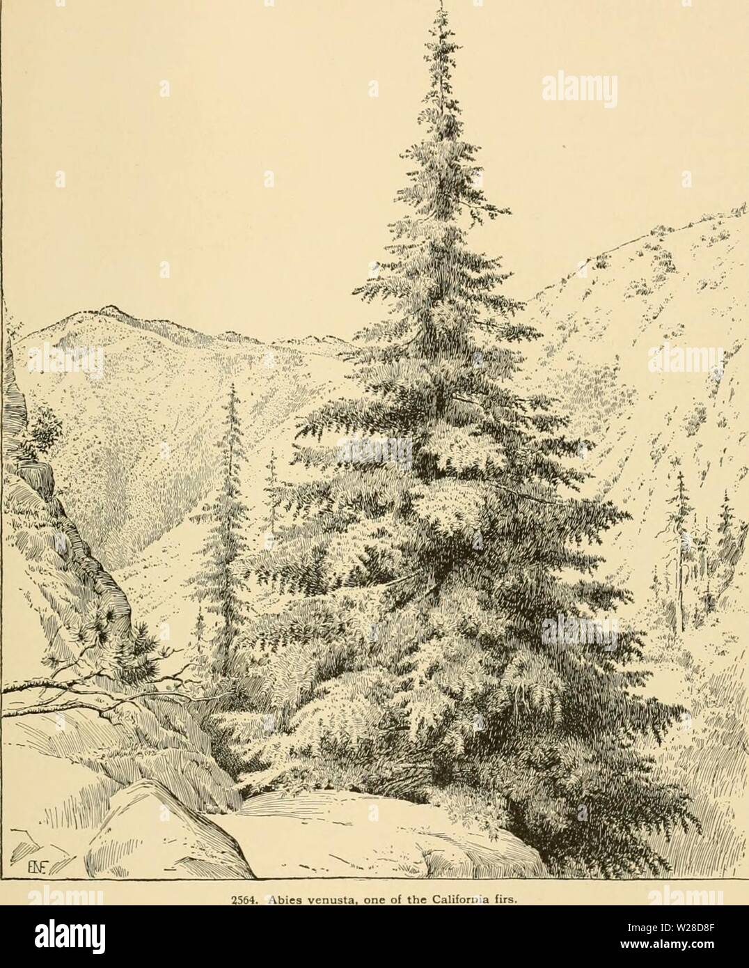Imagen de archivo de la página 424 de la Cyclopedia de horticultura americana Foto de stock