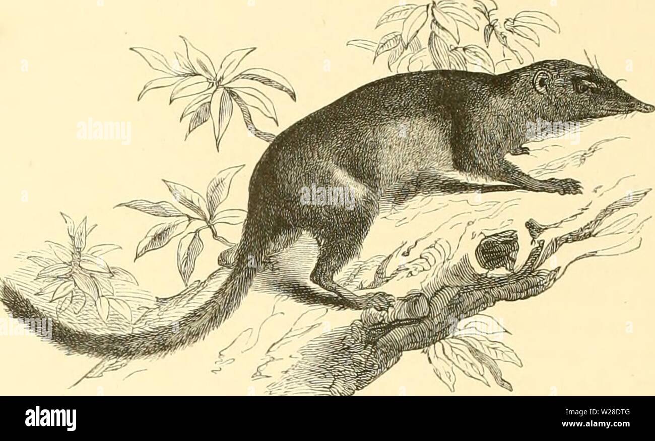 Imagen de archivo de la página 427 de dierentuin van het Koninklijk. De Dierentuin van het Koninklijk Zoologisch Genootschap Natura Artis Magistra te Amsterdam dedierentuinvanh00schl Año: 1872 I>(- Tiijjiija dursalifi. Soort Eeiie eenigzins afwijkende van Madagaskar, Eiqderes Goiidoiii heeft bovenkaak, de 6, de 8 onderkaak snijtanden. De vaalbruine kleur van hare vacht es puerta zwarte eene rugstreep afgebroken, /ij lioudt Zürich en zandachtige streken op en verschuilt /ieh en holen, die zij zelve onder den grond graaft. ≪)|) en Java treft Suinatra hombres eene soort aan, IlyU.mys sttiUus, Foto de stock