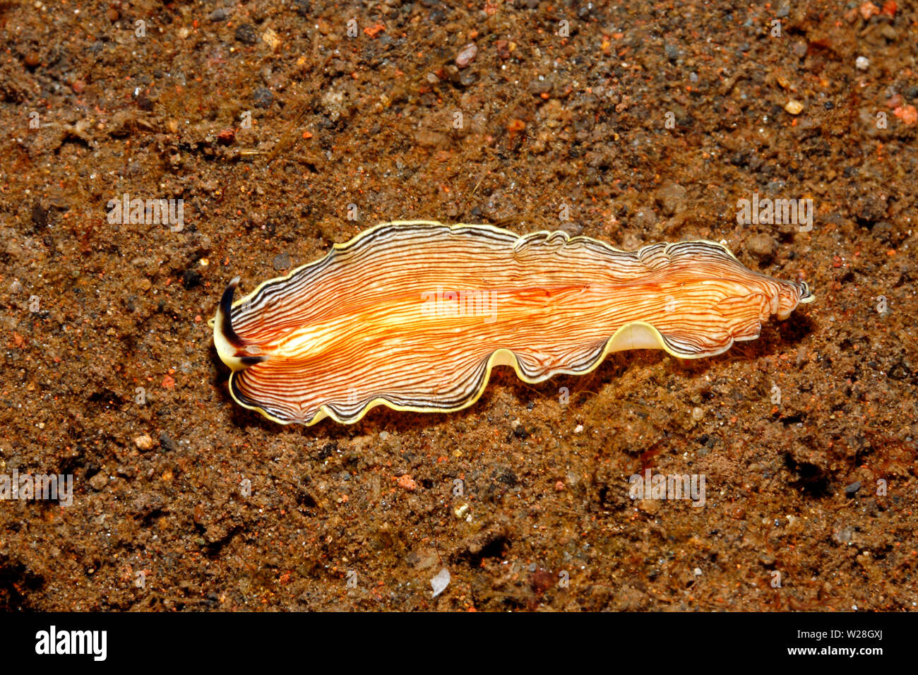 Flatworm, Prostheceraeus fuscolineatus marina. Tulamben, Bali, Indonesia. Bali, mar, océano Índico Foto de stock