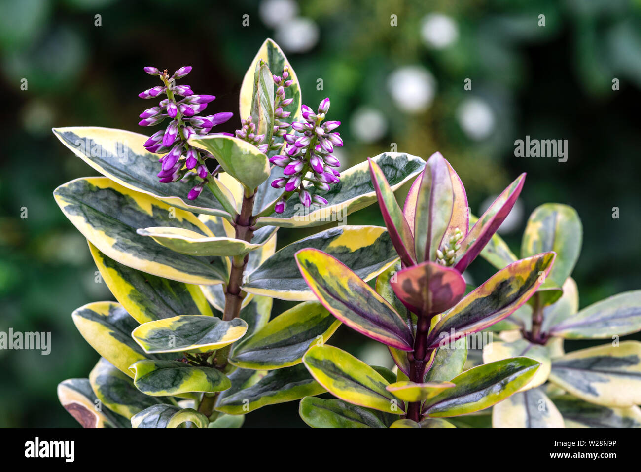 Hebe Tricolor, floración, a principios de verano con follaje moteado. Foto de stock