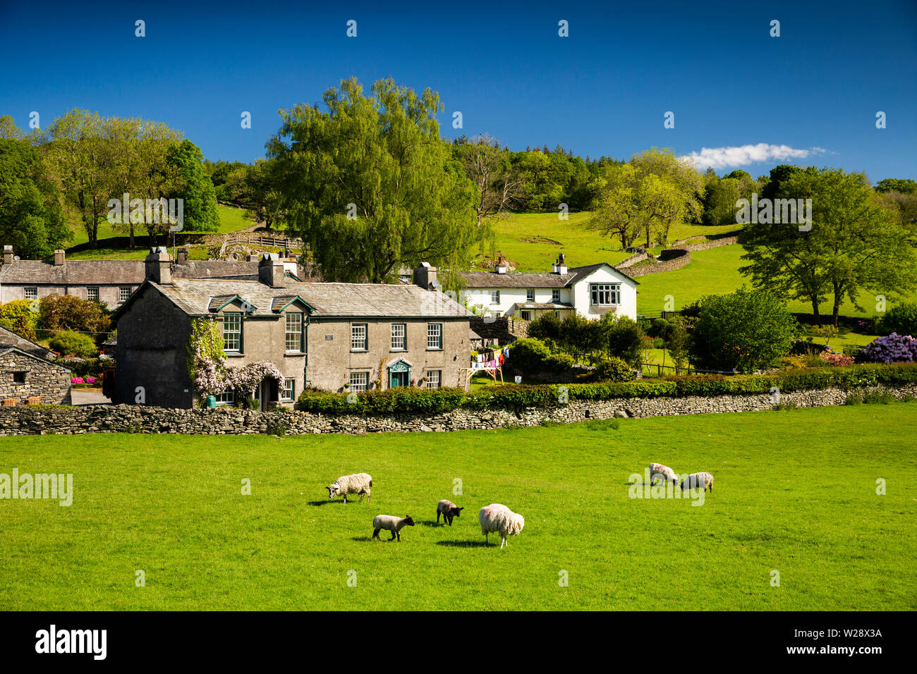 Reino Unido, Cumbria, Hawkshead, cerca Sawrey, ovejas pastando por casas por debajo de las piedras y madera Banco Lane Foto de stock