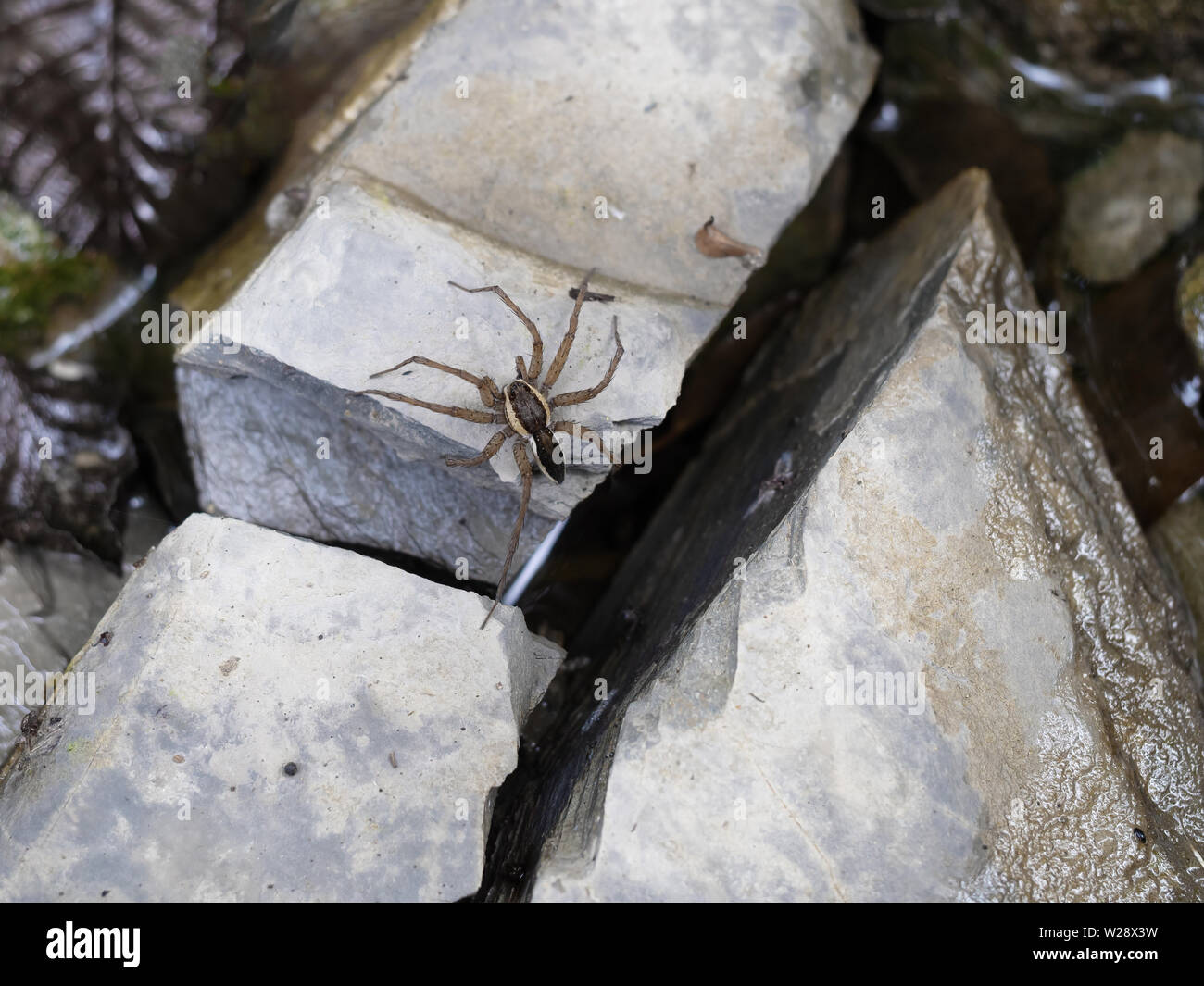 Araña Dolomedes sobre piedra en stream con pierna en agua 'pesca'. Comúnmente conocida como la pesca, balsa, Dock o wharf arañas Foto de stock
