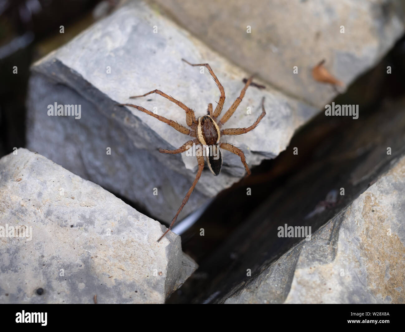 Araña Dolomedes sobre piedra en stream con pierna en agua 'pesca'. Comúnmente conocida como la pesca, balsa, Dock o wharf arañas. Closeup. Foto de stock