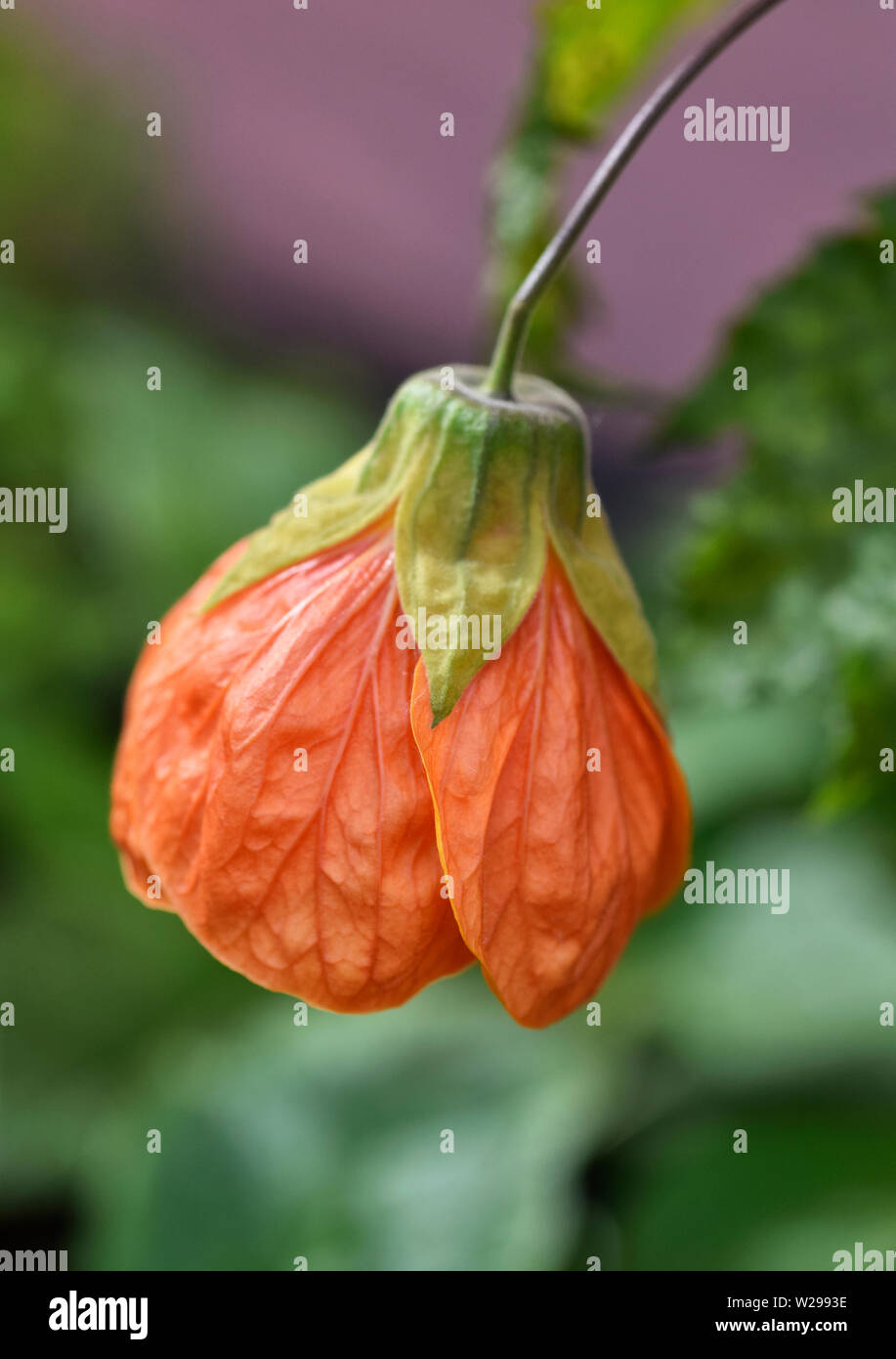 Abutilon, indian mallow Foto de stock