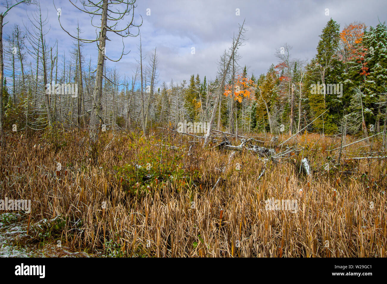 El otoño de los humedales. El norte de Michigan humedales forestales paisaje en otoño Foto de stock
