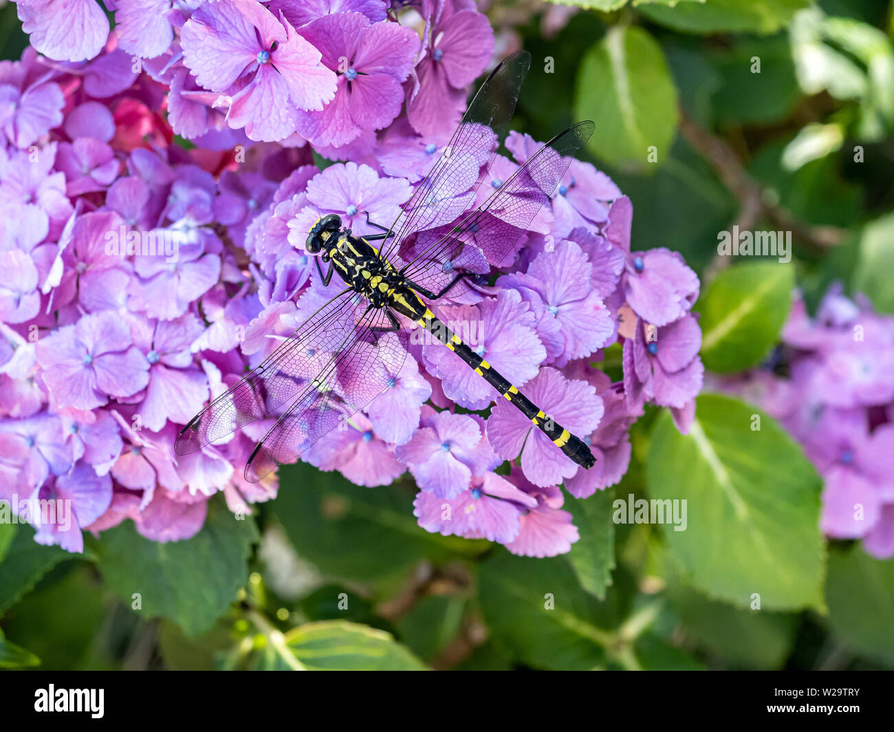 Una variante del japonés común Ictinogomphus clubtail dragonfly, pertinax, descansa en púrpura hortensias en un parque japonés junto a un río. Foto de stock