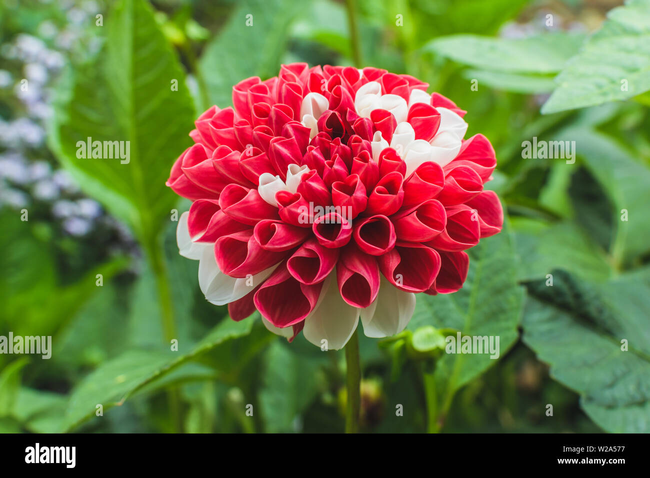 La flor nacional de México en rojo y blanco. Dalia en la naturaleza antecedentes Fotografía de stock - Alamy La flor nacional de México en rojo y blanco. Dalia en la naturaleza antecedentes Fotografía de stock - Alamy