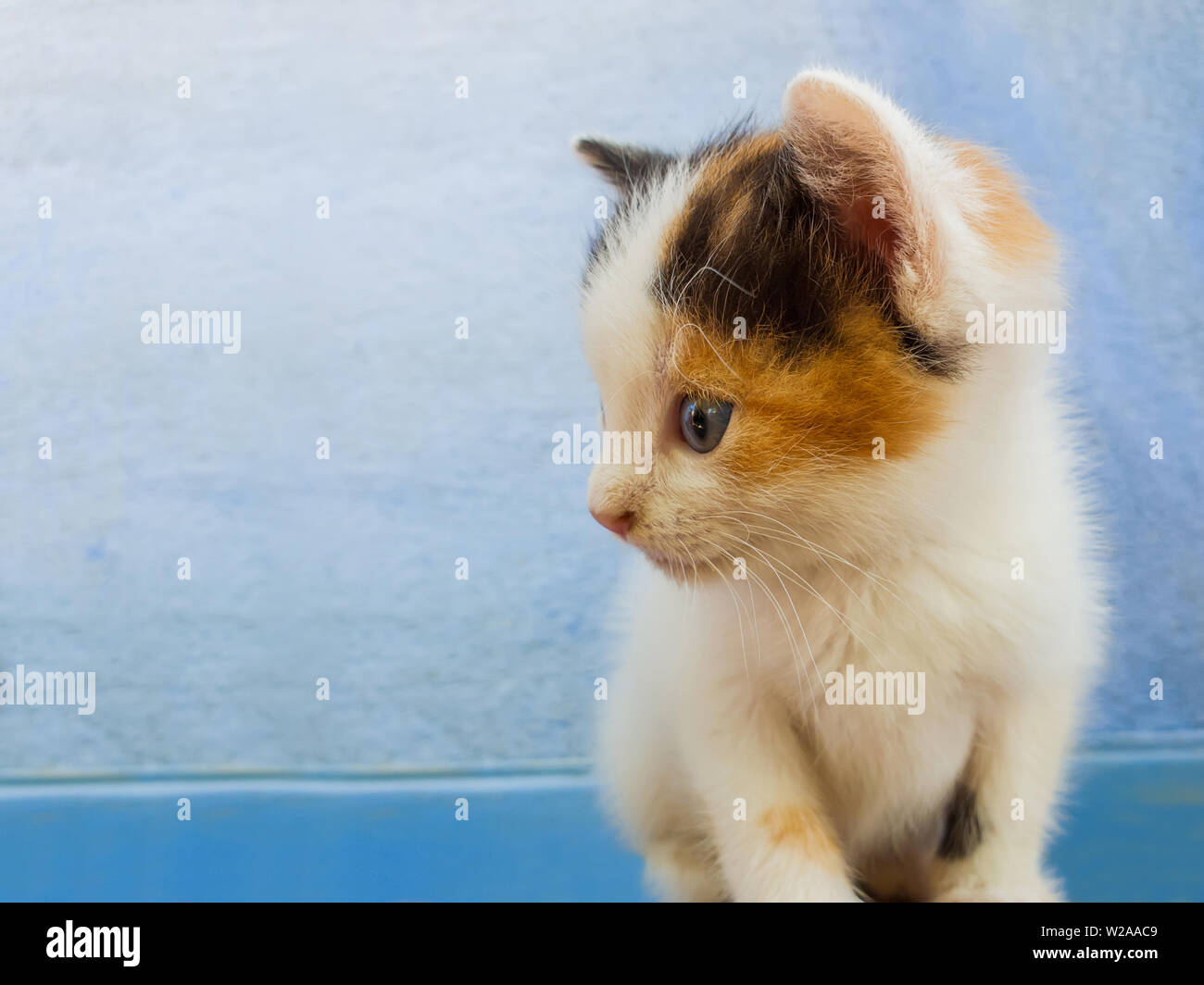 Close Up retrato de un adorable pequeño gatito blanco con manchas de color naranja y negro mirando curioso aparte sobre una pared azul de fondo. Foto de stock