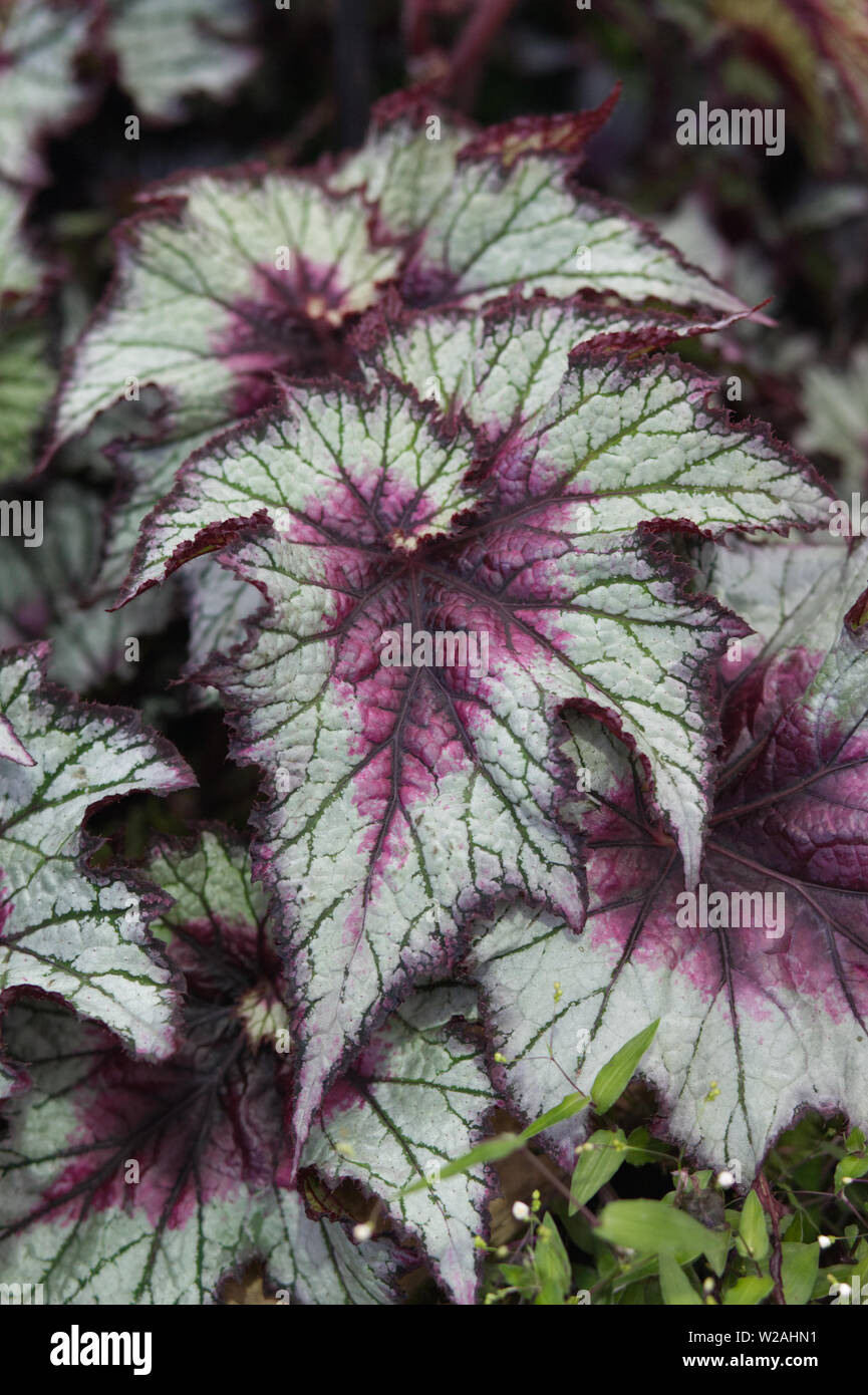 Begonia roja hoja de la tempestad Fotografía de stock - Alamy