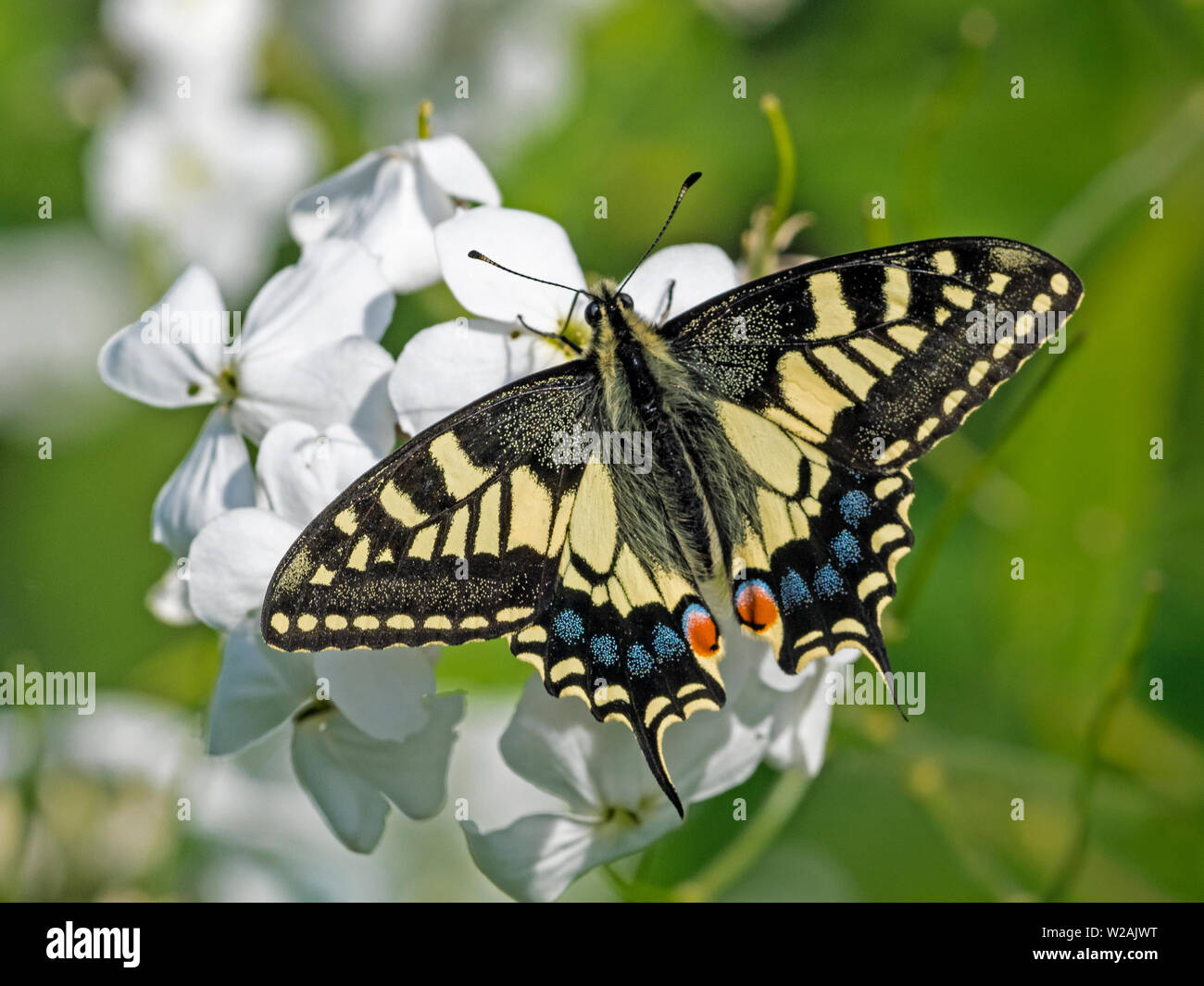 Papilio machaon Papilio canadensis (mariposas), East Norfolk, Inglaterra, Reino Unido. Foto de stock