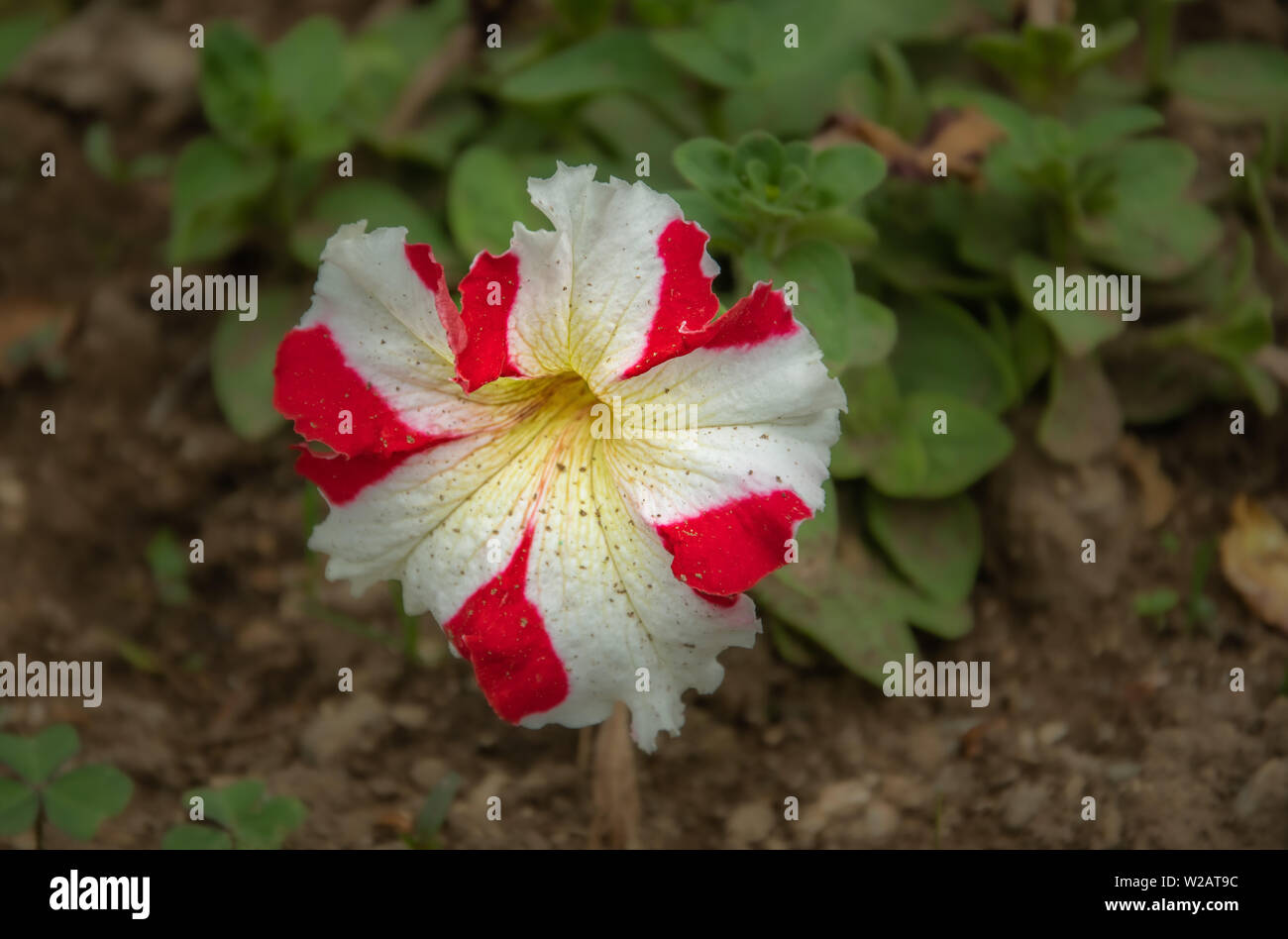 Petunia bicolor flor Foto de stock
