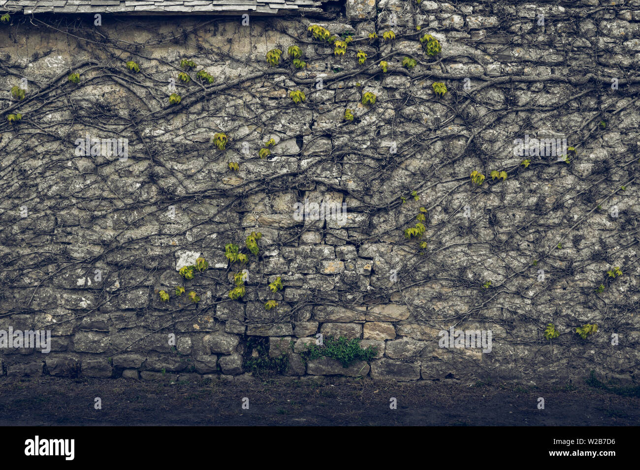 Viñas cubriendo un antiguo muro de piedra  hermosos patrones naturales Foto de stock
