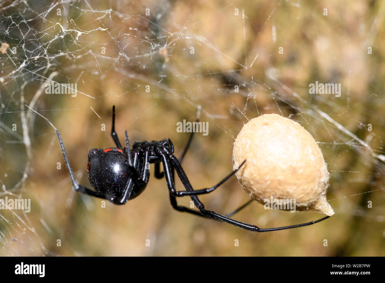 Sur de la araña viuda negra (Latrodectus mactans) o botón de zapata de araña,  protegiendo su saco de huevo Fotografía de stock - Alamy