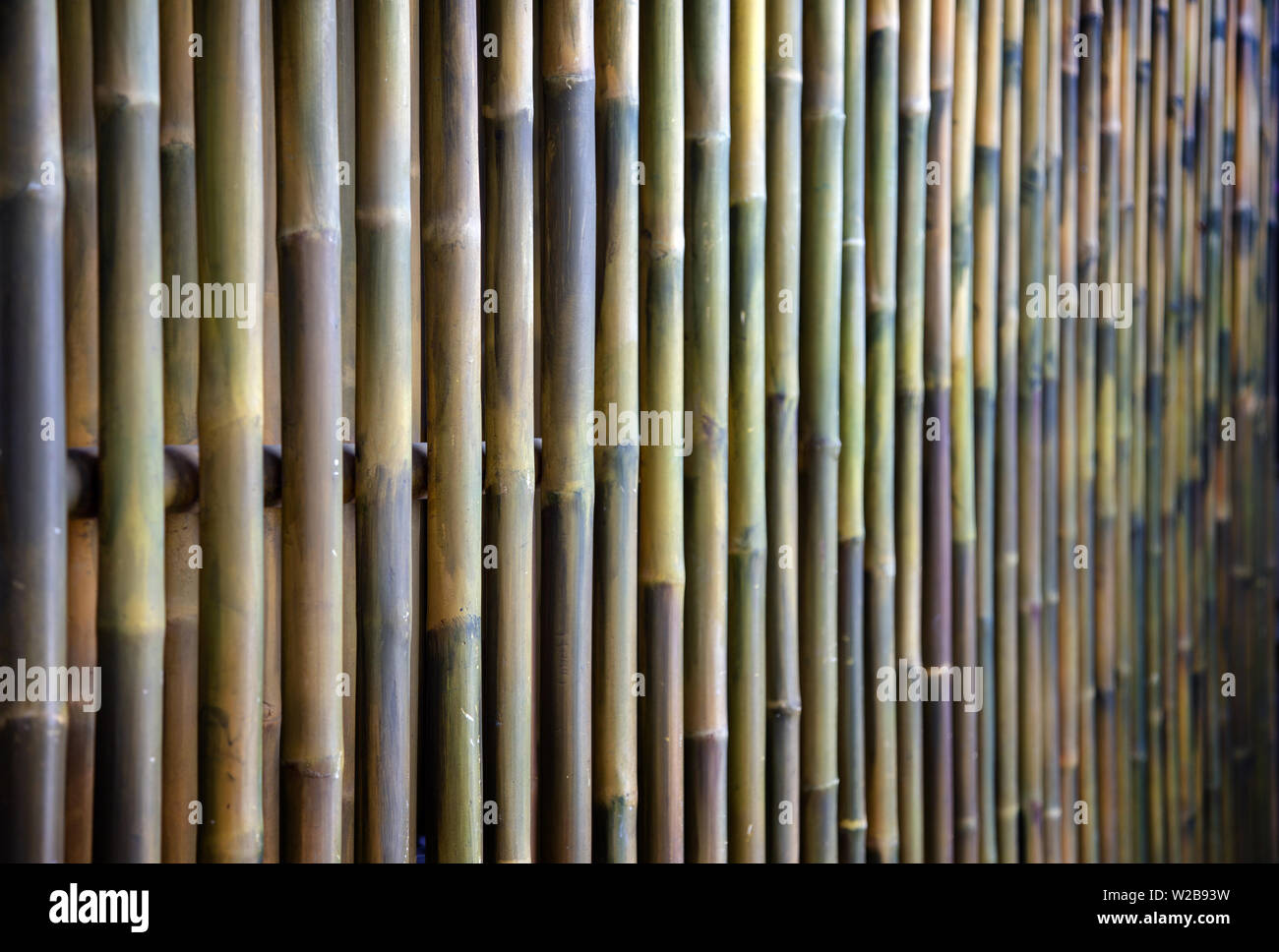 Árbol de bambú chino verde naturaleza planta textura fondo oscuro Foto de stock