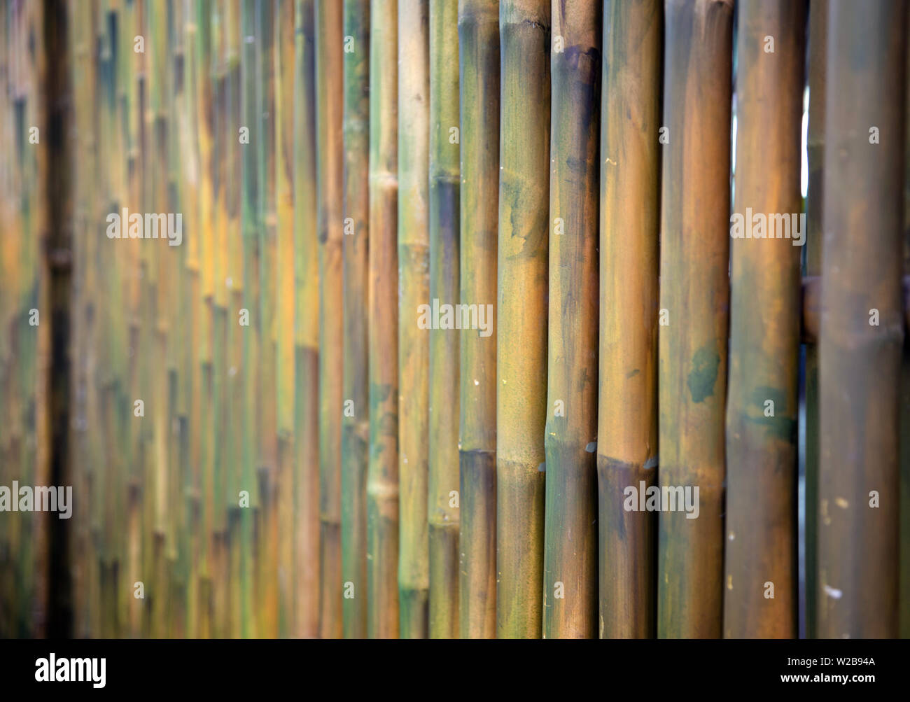 Árbol de bambú chino de oro naturaleza planta textura del fondo Foto de stock
