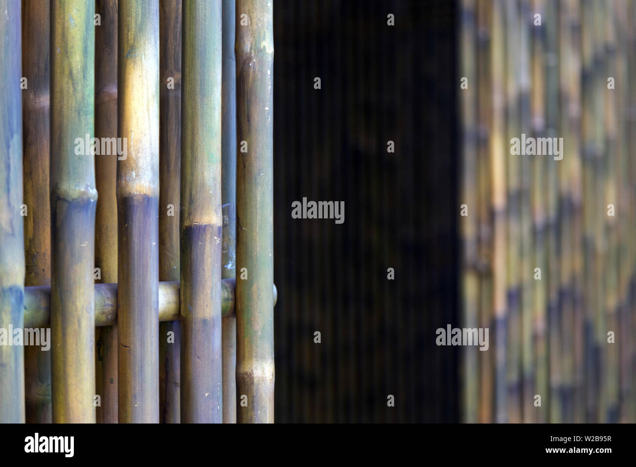 Árbol de bambú chino verde naturaleza planta textura fondo oscuro Foto de stock