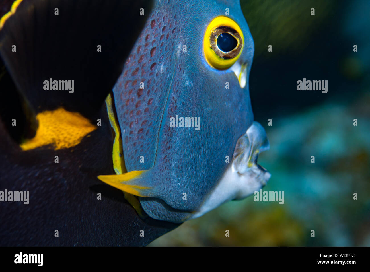 Hermoso pez ángel francés buscando alimento sobre un arrecife de coral en el Caribe, en Providenciales, Islas Turcas y Caicos. Foto de stock