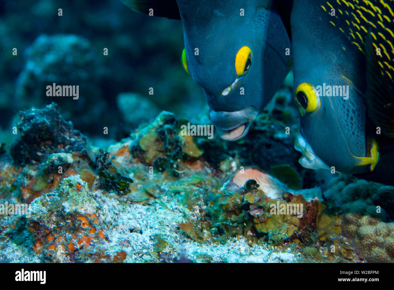 Hermoso pez ángel francés buscando alimento sobre un arrecife de coral en el Caribe, en Providenciales, Islas Turcas y Caicos. Peces Ángel se ven a menudo swi Foto de stock