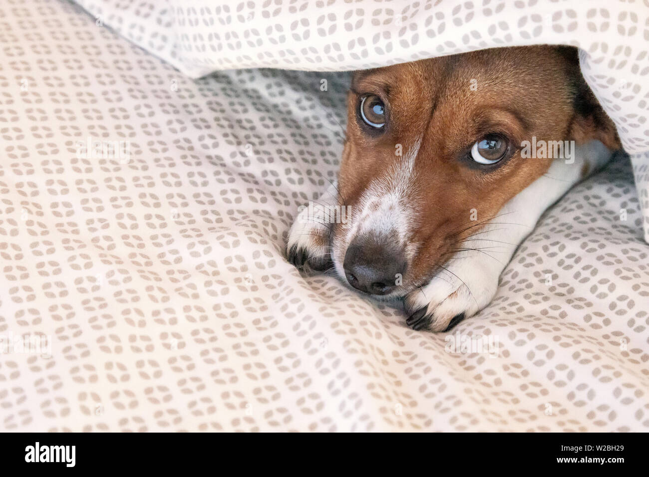 Mixed terrier perro bajo las sábanas de la cama Foto de stock