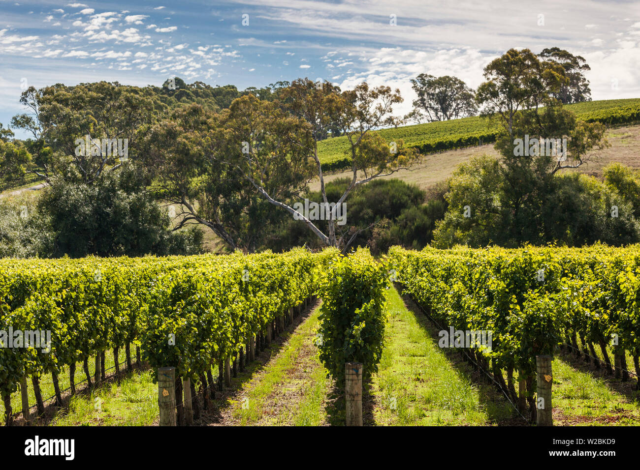 Australia, el sur de Australia, Adelaide Hills, Gumeracha, viña Foto de stock