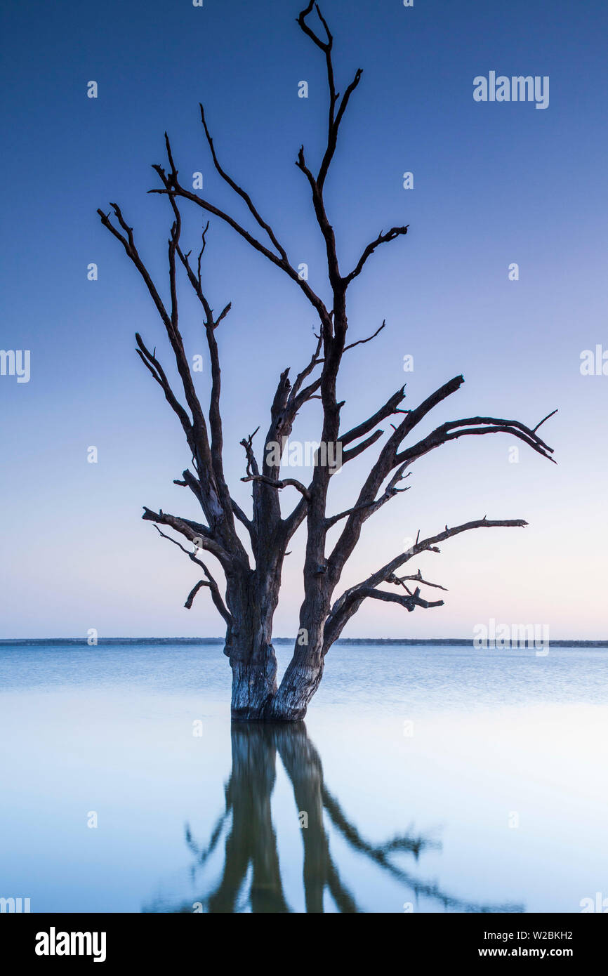 Australia, Australia del Sur, Murray River Valley, Barmera, lago Bonney, árboles petrificados, dawn Foto de stock
