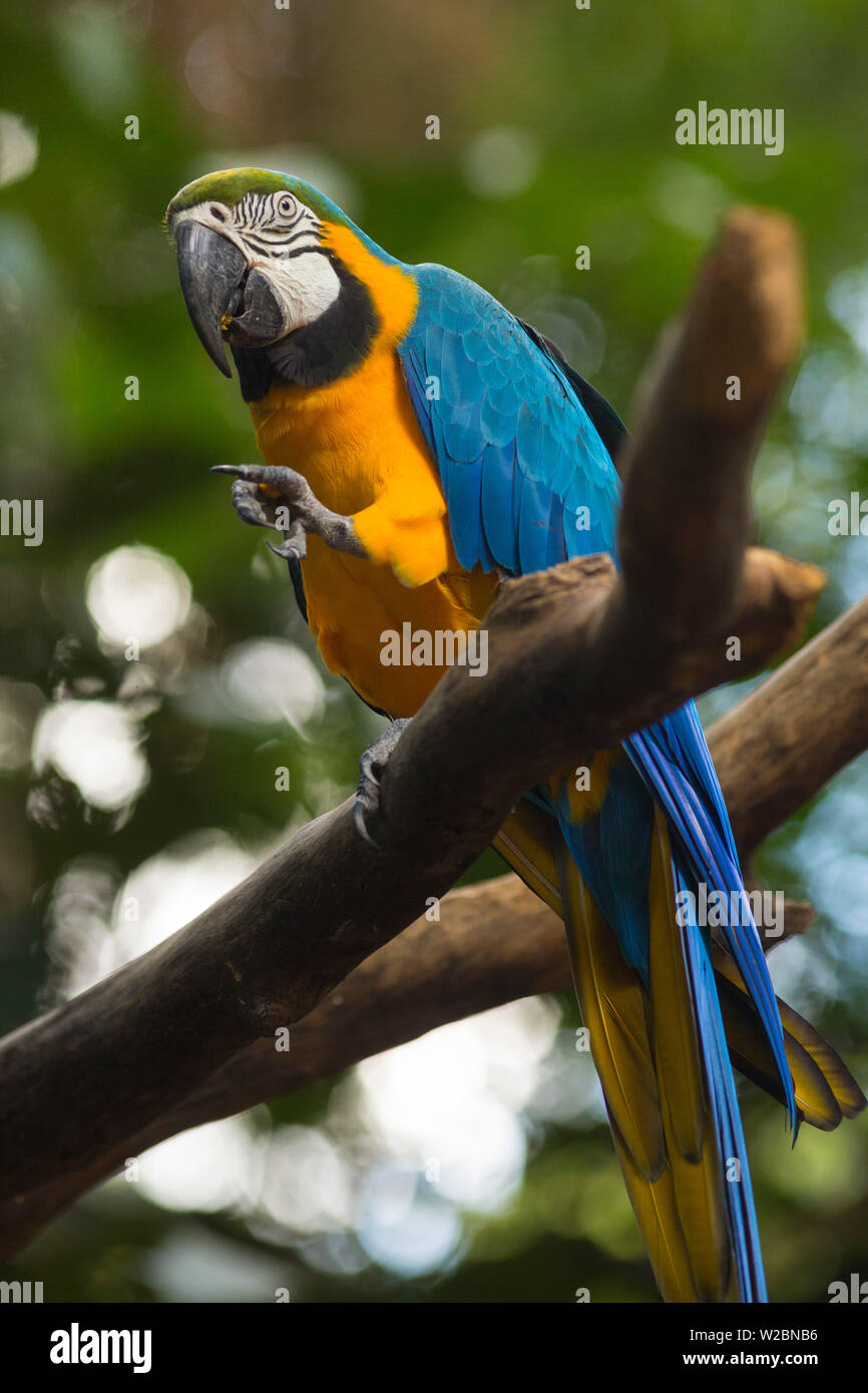Guacamayo en el Parque das Aves (Parque de las aves), Iguazu Falls, en el estado de Paraná, Brazilparrot Foto de stock