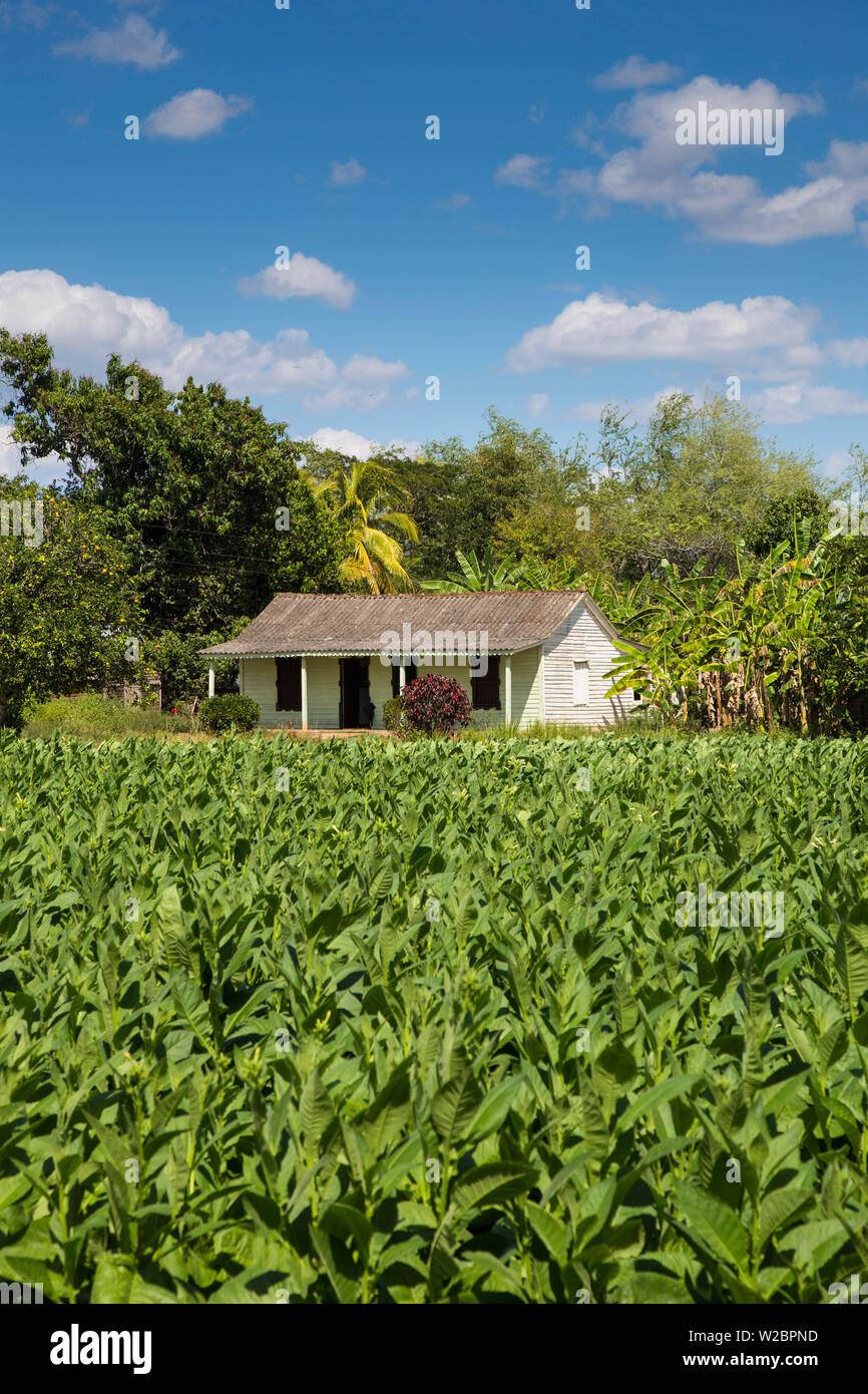Una plantación de tabaco, provincia de Pinar del Río, Cuba Foto de stock