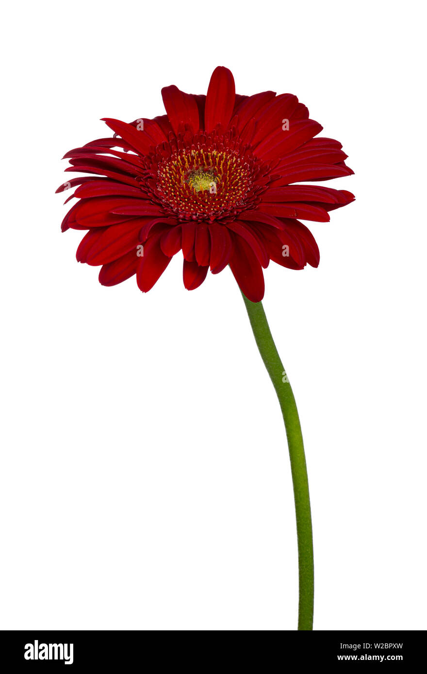 Vista lateral de fresco vibrante Gerbera Roja flor de tallo. Aislado sobre  un fondo blanco Fotografía de stock - Alamy