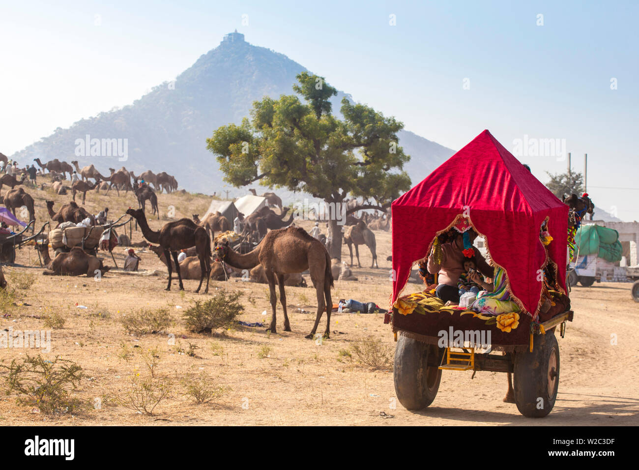 La India, Rajastán, Pushkar, Pushkar Camel Fair, turistas hindúes en camello cesta Foto de stock