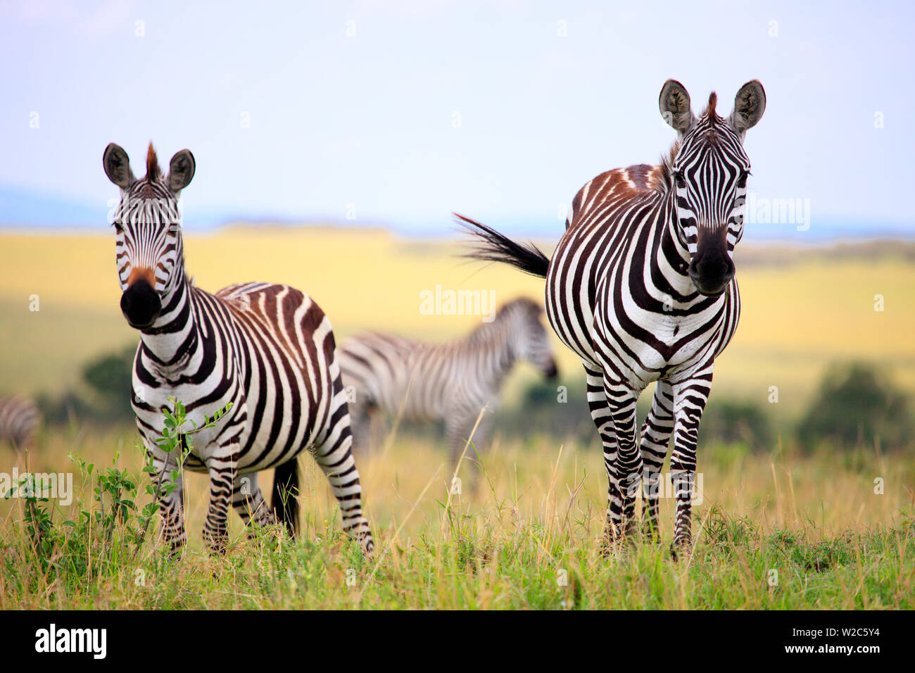 Grevy zebra (Equus grevyi), Reserva Nacional Maasai Mara, Kenia Foto de stock