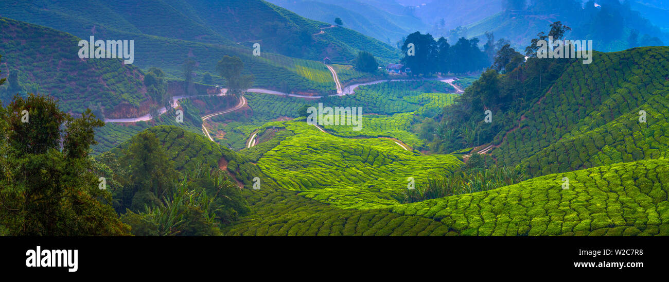 Malasia, Pahang, Brinchang, Cameron Highlands, plantación de té Foto de stock