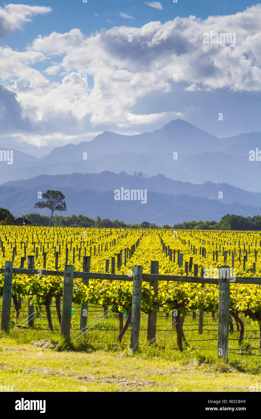 Los pintorescos viñedos, Blenheim, Marlborough, Isla del Sur, Nueva Zelanda Foto de stock
