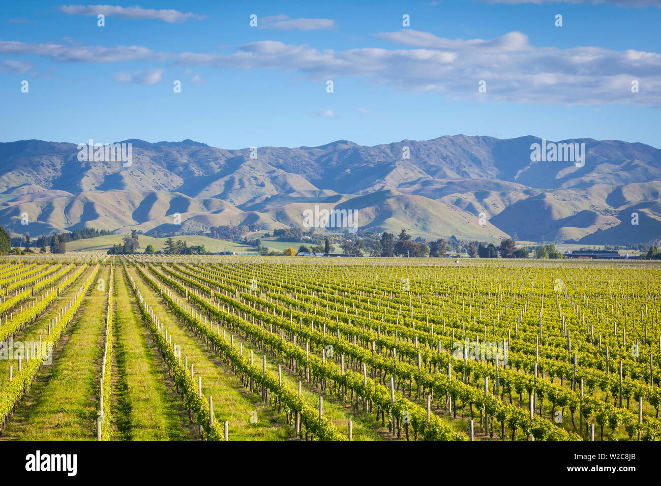 Los pintorescos viñedos, Blenheim, Marlborough, Isla del Sur, Nueva Zelanda Foto de stock